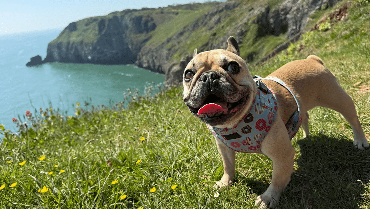 devon seo consultant